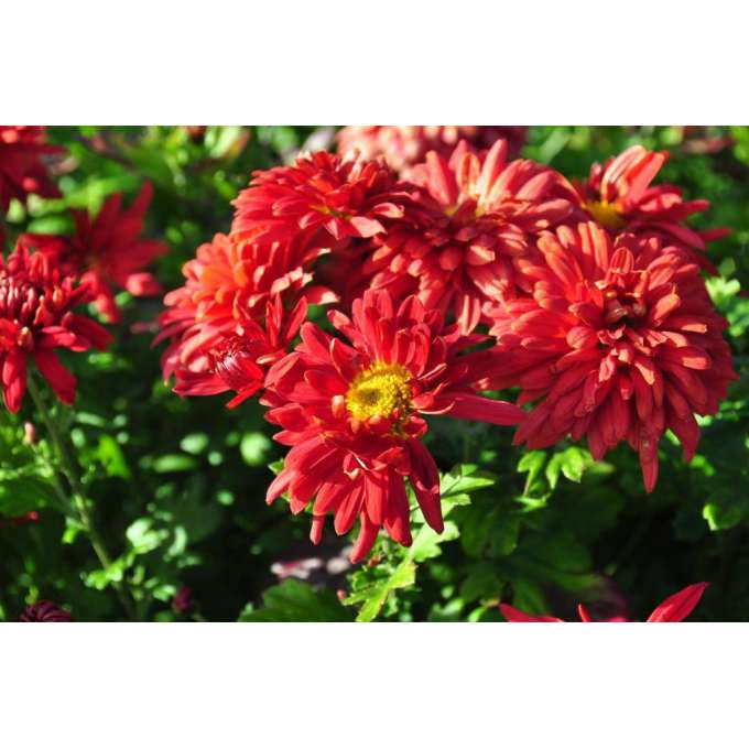 Chrysanthemum'Fellbach Wein'
