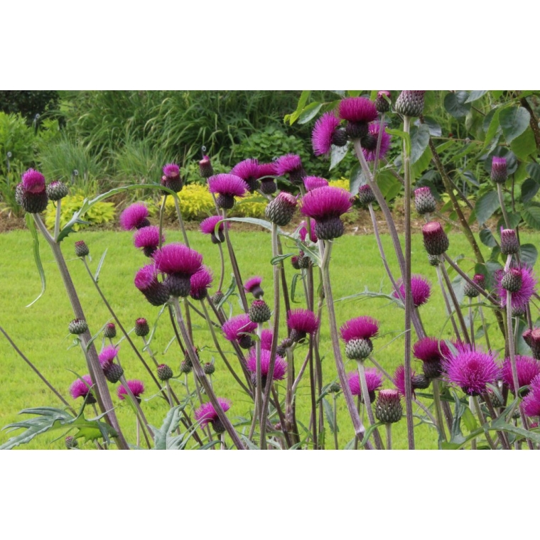 Cirsium rivulare'Trevor's Blue Wonder'