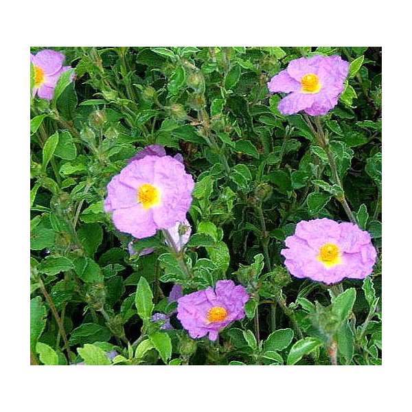 Cistus creticus 