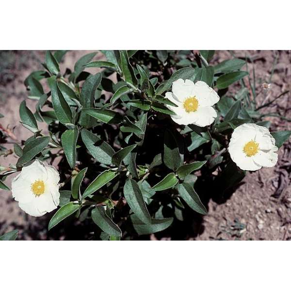 Cistus laurifolius 