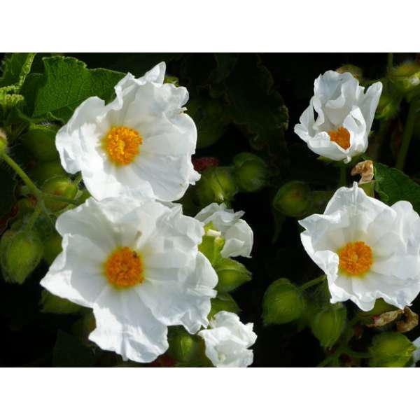 Cistus populifolius'Major' 