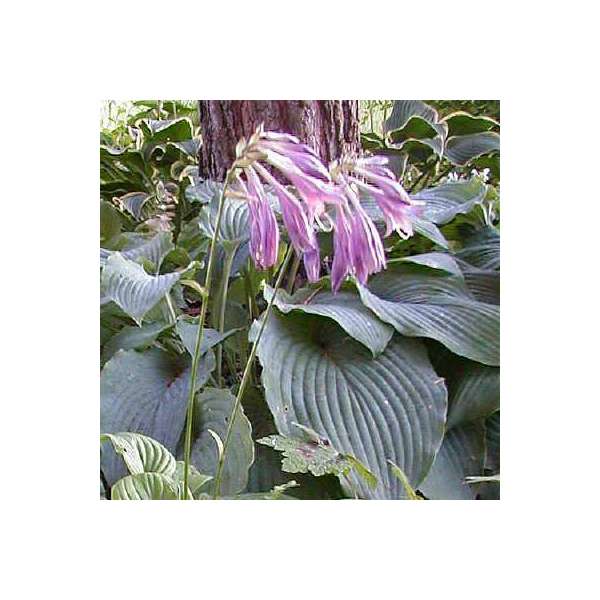 Hosta clausa'Normalis' 