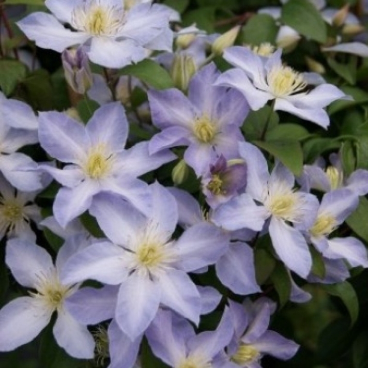 Clematis'Baby Doll' 
