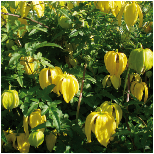 Clematis'Bill Mackenzie' 
