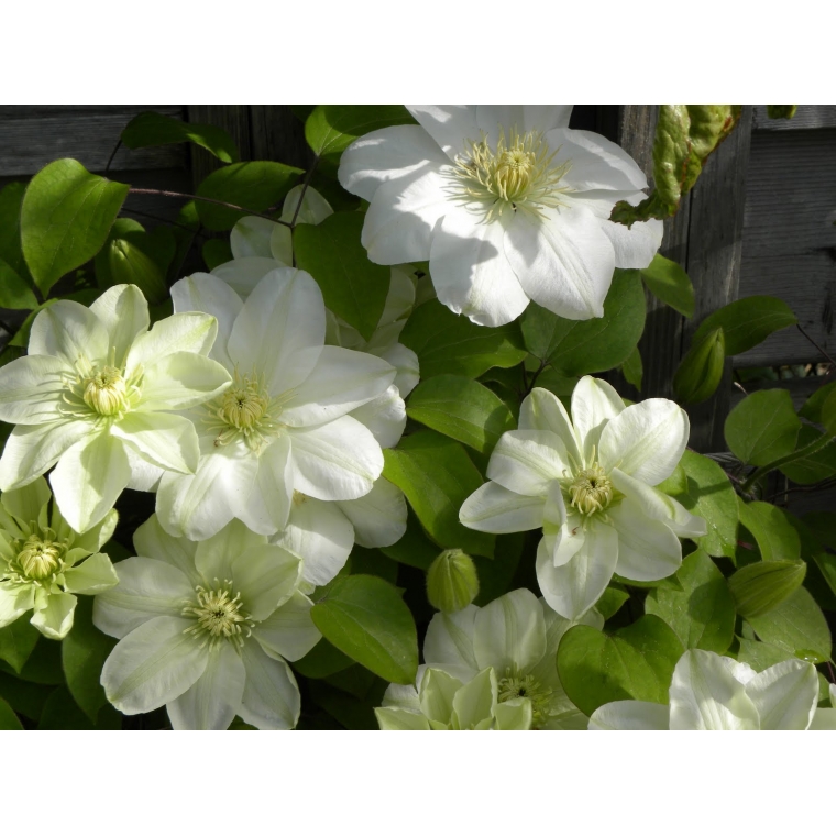 Clematis'Guernsey Cream' 