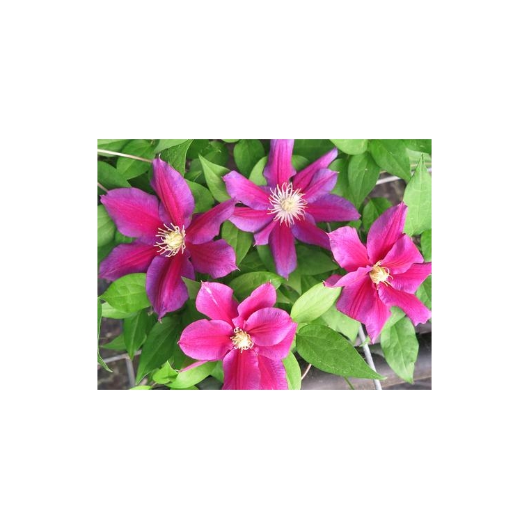 Clematis'Hania' 