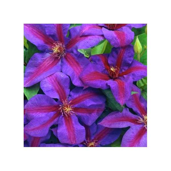 Clematis'Mrs N Thompson' 