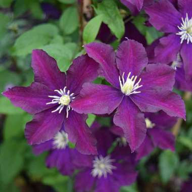 Clematis'Warszawska Nike' 