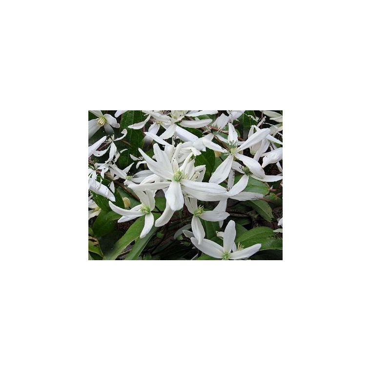 Clematis armandii'Snowdrift' 