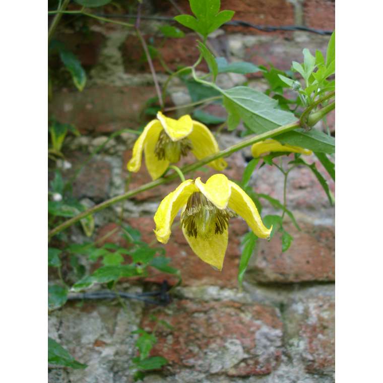 Clematis'Bill MacKenzie' 