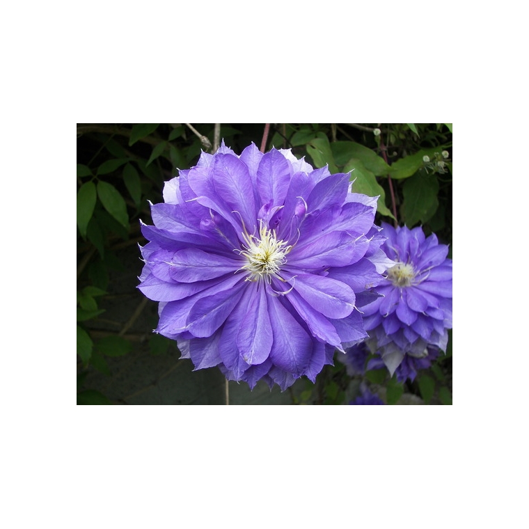 Clematis'Countess of Lovelace' 