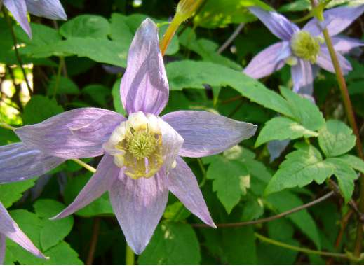 Clematis macropetala 
