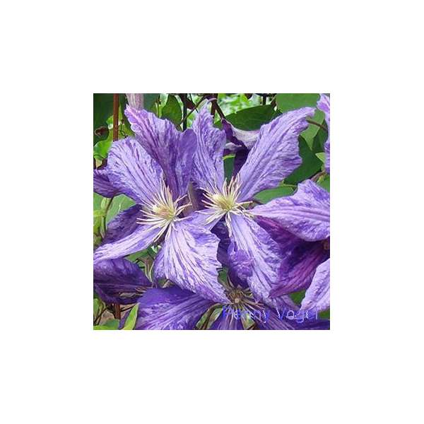Clematis'Tie Dye' 