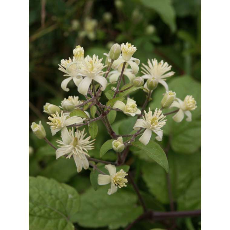 Clematis vitalba 