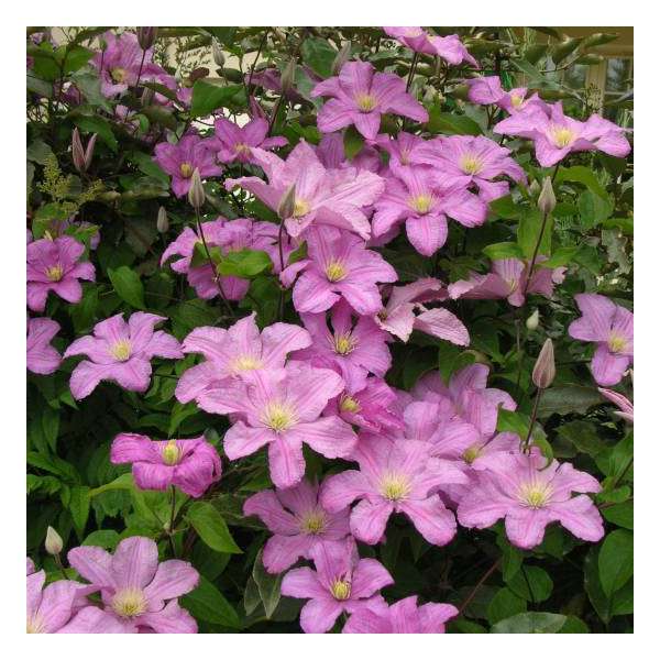 Clematis'Comtesse de Bouchaud' 