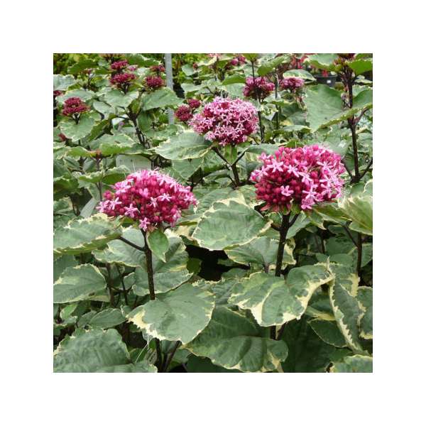 Clerodendrum Bungei'Pink Diamond' 