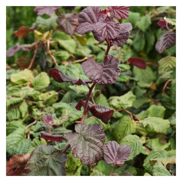 Corylus avellana'Red Majestic' 