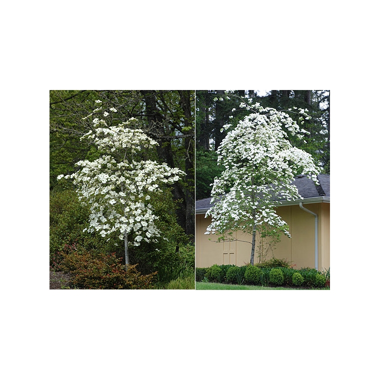Cornus'Eddie's White Wonder' 