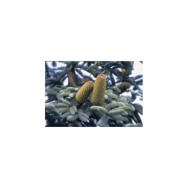 Abies magnifica'Glauca' 