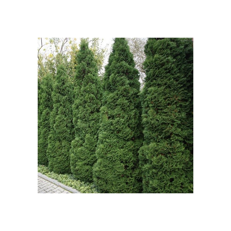 Thuja occidentalis'Holmstrup' 