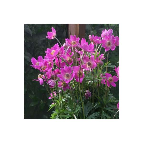 Anemone hybrid'Spring Beauty Pink'