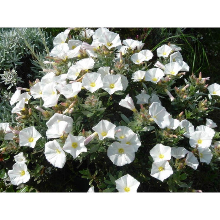Convolvulus cneorum 