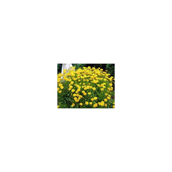 Coreopsis grandiflora'Early Sunrise'