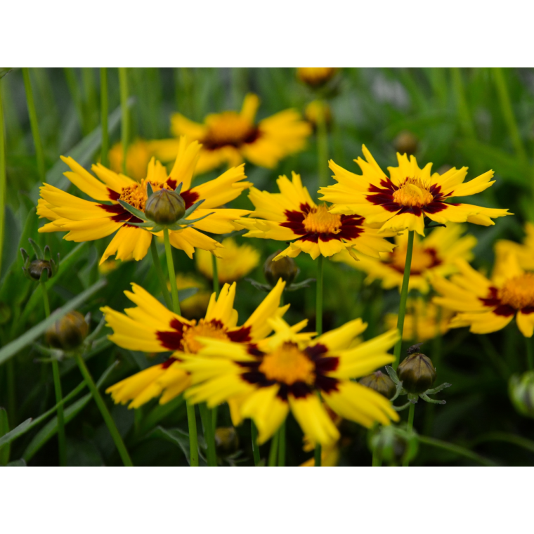 Coreopsis grandiflora'Sunkiss'