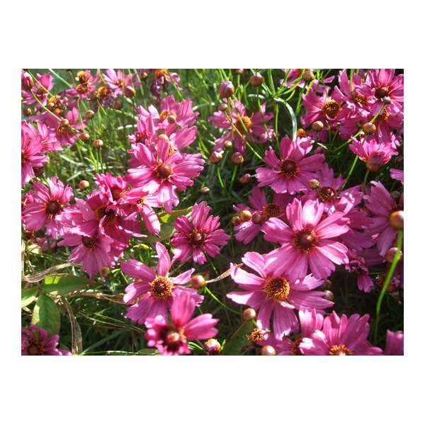 Coreopsis'Limerock Passion'