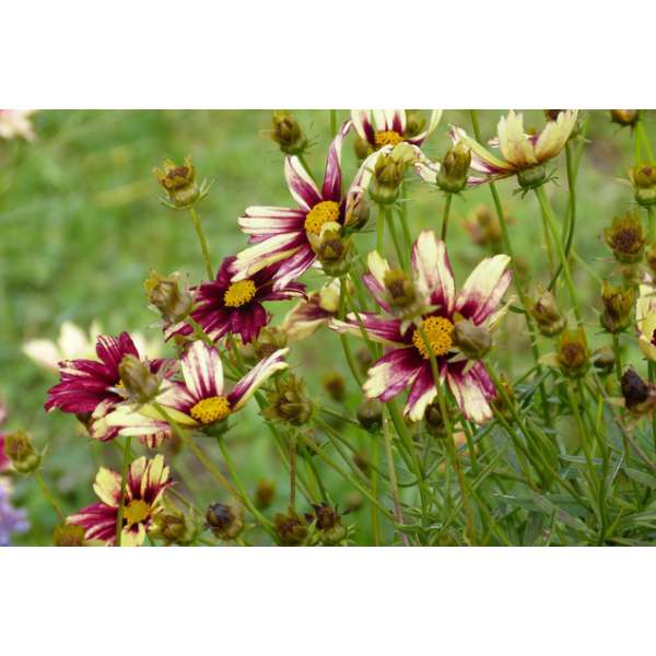 Coreopsis'Red Shift'