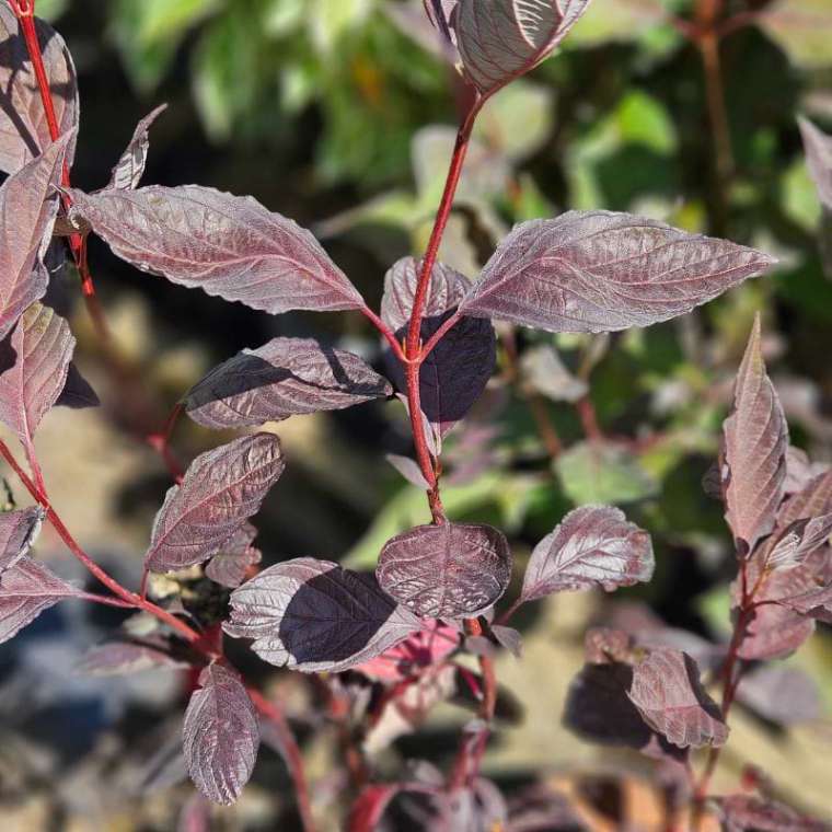 Cornus alba'Nightfall' 