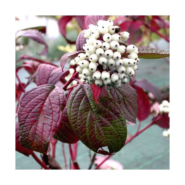 Cornus alba'Siberian Pearls' 