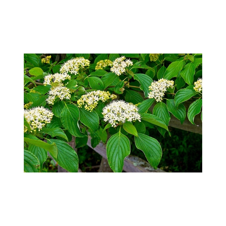 Cornus alternifolia 