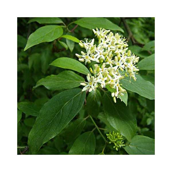 Cornus amomum'Blue Cloud' 