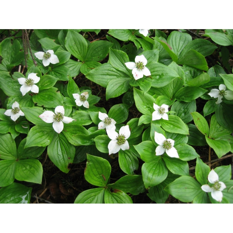 Cornus canadensis