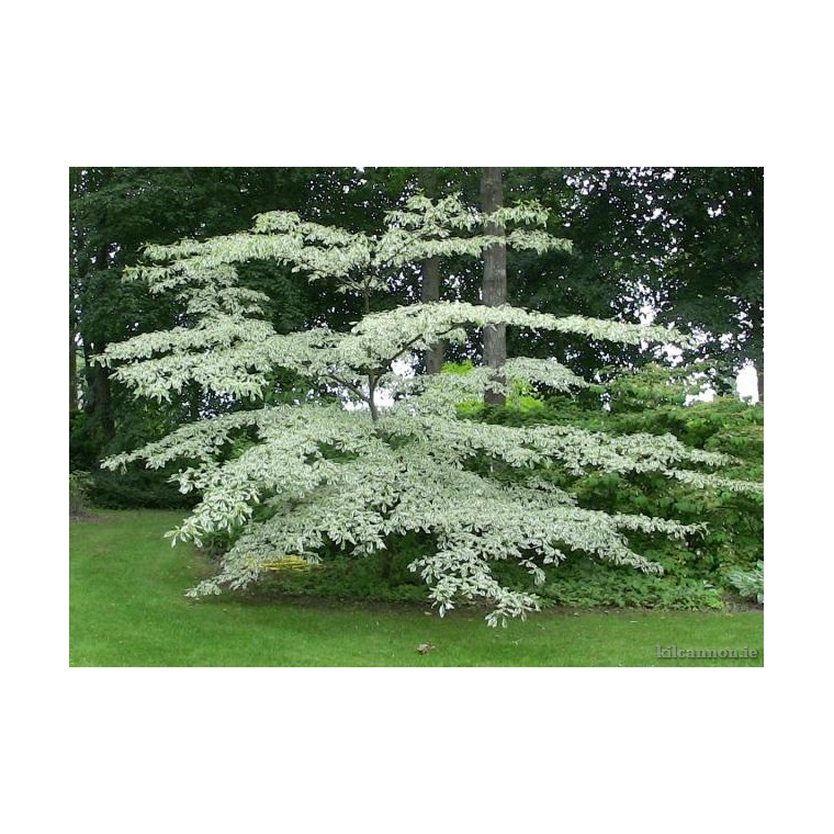 Cornus controversa'Variegata' 