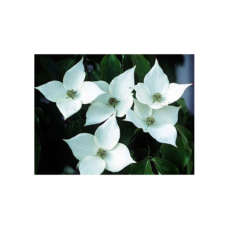 Cornus kousa'Schmetterling' 