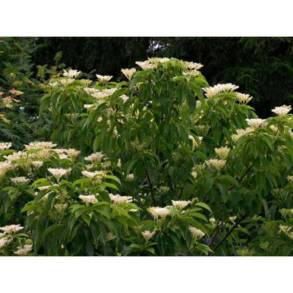 Cornus macrophylla 