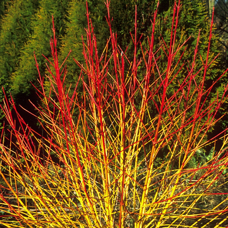Cornus sanguinea'Midwinter Fire' 