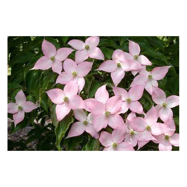 Cornus kousa'Beni-Fuji' 