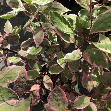 Cornus alba'Miracle' 