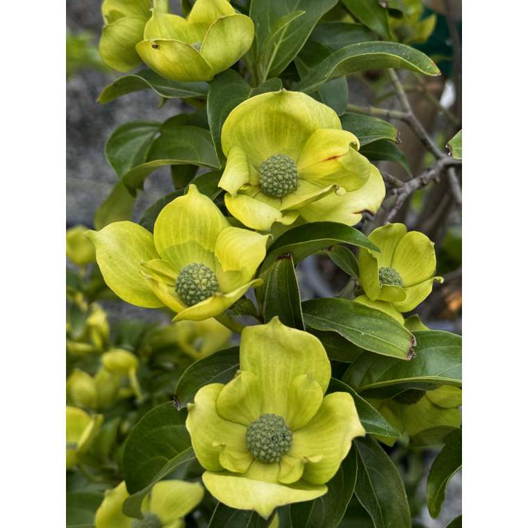 Cornus capitata'Mountain Moon' 