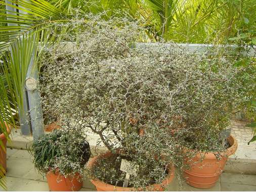 Corokia cotoneaster 