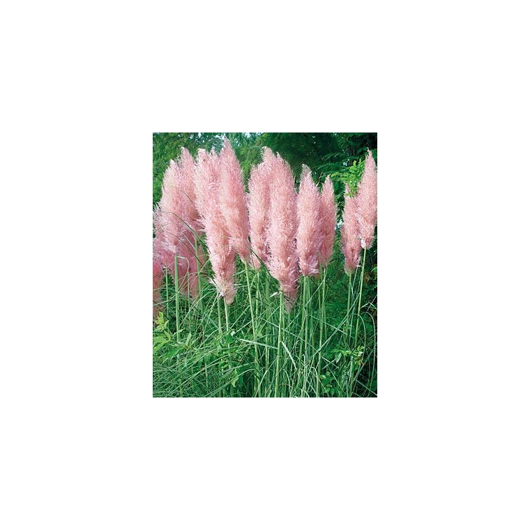 Cortaderia selloana'Rosea' 