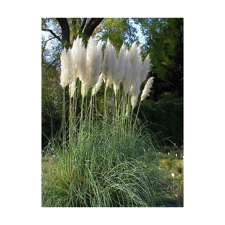 Cortaderia selloana