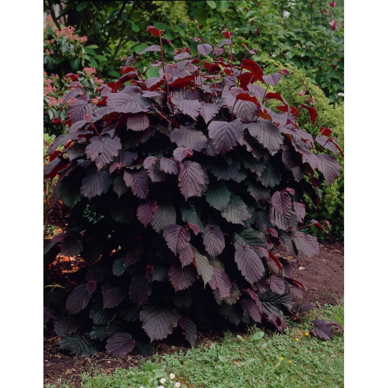 Corylus maxima'Purpurea' 