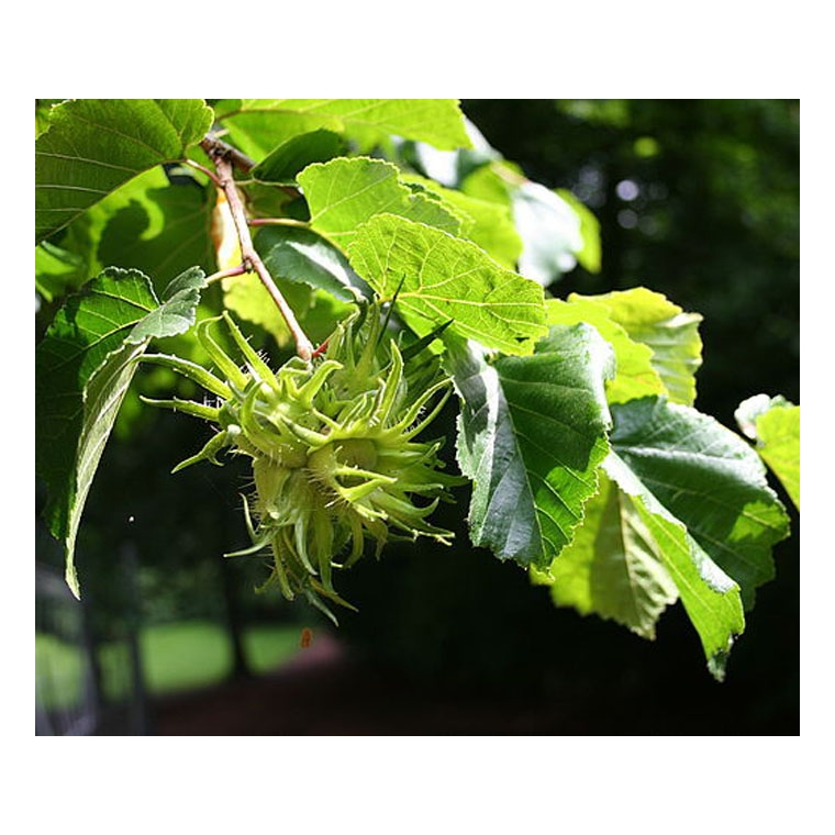 Corylus colurna 