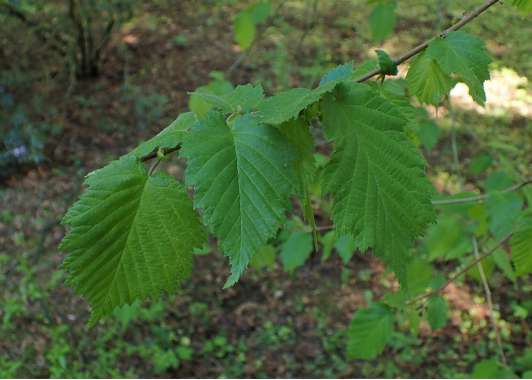 Corylus colurnoides 