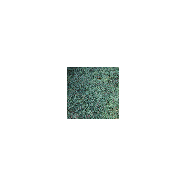Cotoneaster praecox'Queen of Carpets' 