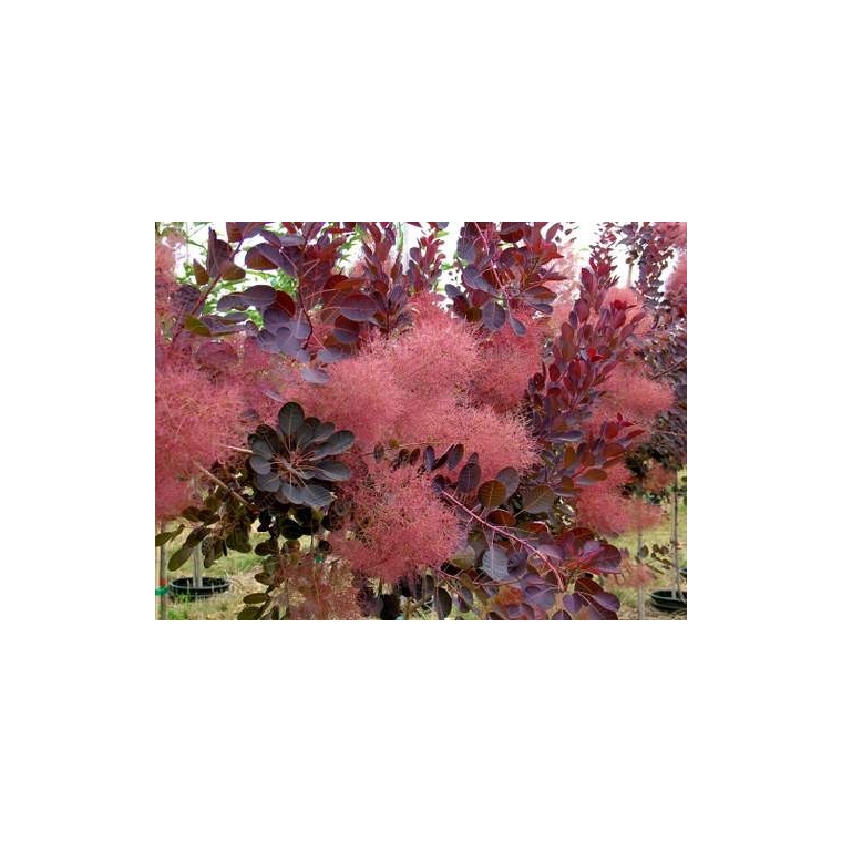 Cotinus coggygria'Royal Purple' 